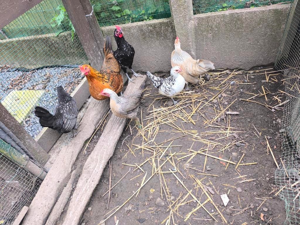 1 jeune coq 5 poules naines., Animaux & Accessoires