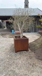 Cortenstaal bloembak met olijfboom, Tuin en Terras, Bloembakken en Plantenbakken, Ophalen, Zo goed als nieuw