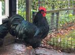 Jonge australorp, Dieren en Toebehoren