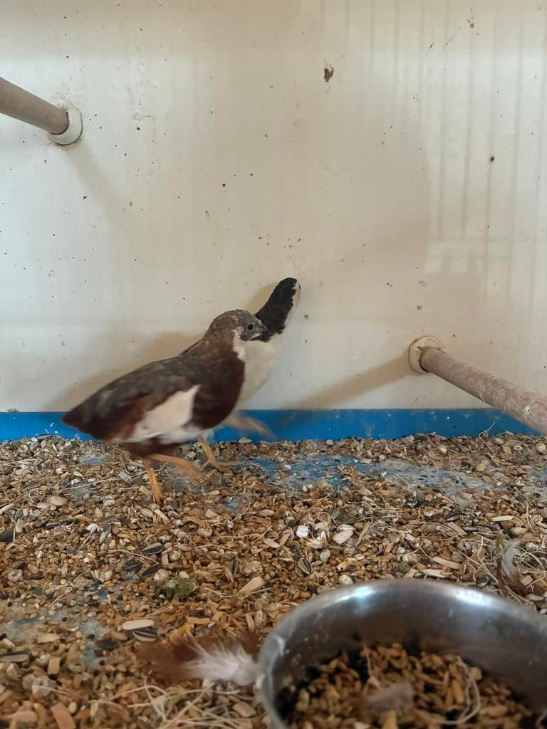 dwergkwartels, Dieren en Toebehoren, Vogels | Overige Vogels