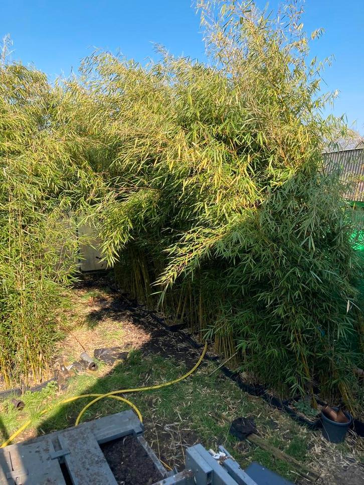 Bamboe fargesia robusta cambell, Tuin en Terras, Planten | Struiken en Hagen, Bamboe, Ophalen