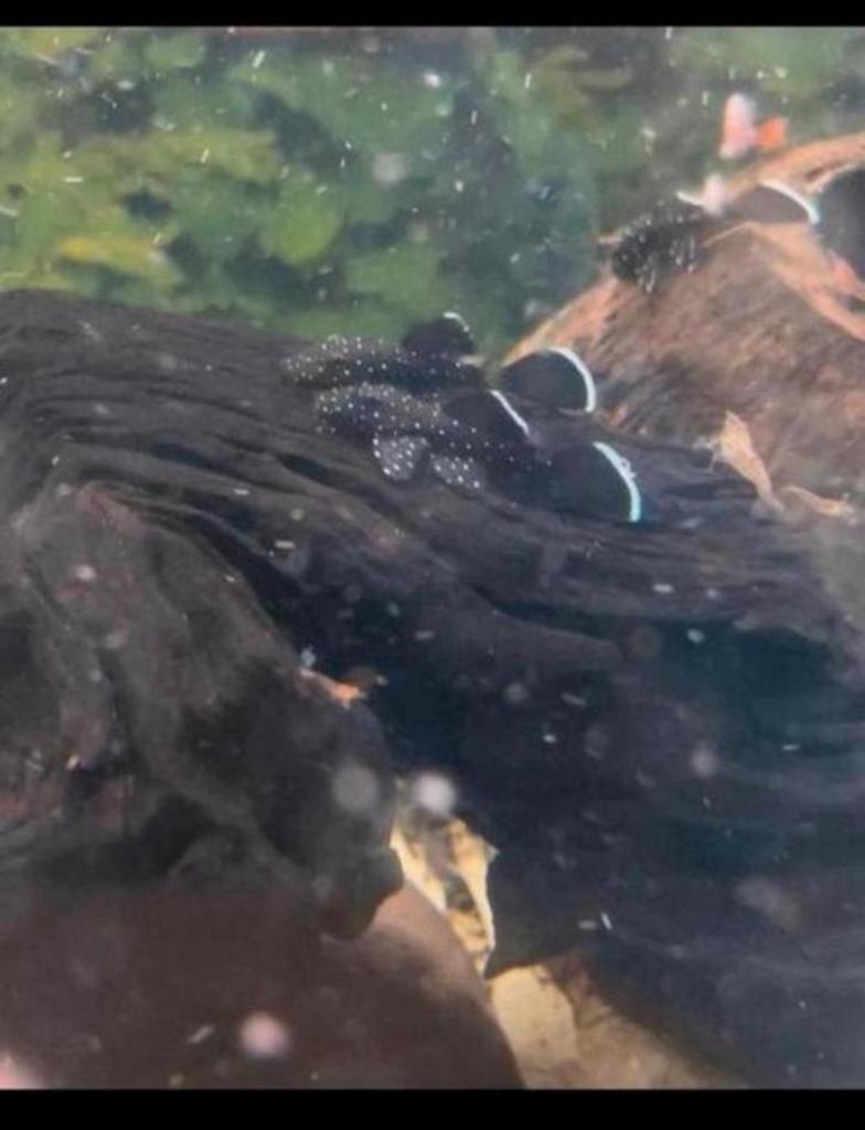 L181 pleco