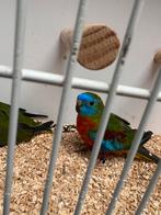 Broedrijp Koppel roodbuik turquoisines, Dieren en Toebehoren, Vogels | Parkieten en Papegaaien, Meerdere dieren, Parkiet, Geringd
