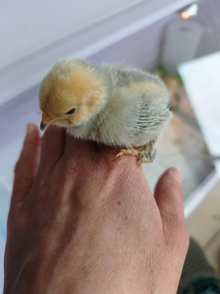 Ukkelse baardkriel Isabel porselein, Dieren en Toebehoren, Geslacht onbekend, Kip