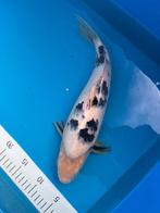 Shiro Nisai Ōmosako, Carpe ou Koï