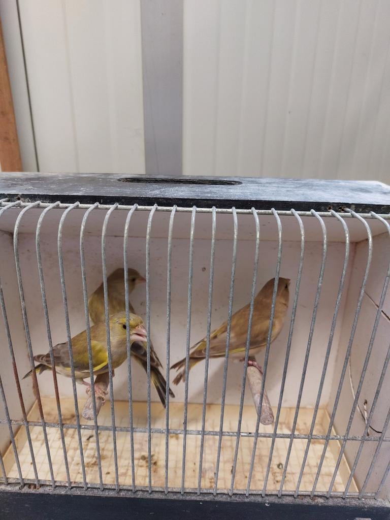 Groenvink Mannen te koop