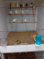 Mooien groote gezonde vogels kanaries, Dieren en Toebehoren