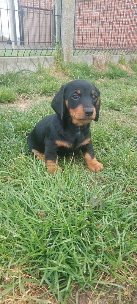 Schattige teckel pups, Dieren en Toebehoren, Honden | Teckels en Dashonden, Reu, Korthaar, Dwerg, Fokker | Hobbymatig, Meerdere