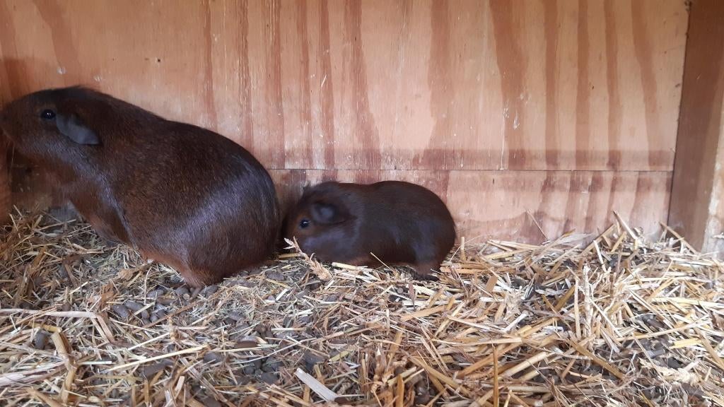 Jonge goudagouti Cavia's, Dieren en Toebehoren, Knaagdieren, Meerdere dieren, Cavia, Februari