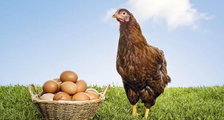 Eieren van legkippen, Dieren en Toebehoren, Vogels | Toebehoren, Nieuw, Eten en Drinken, Ophalen