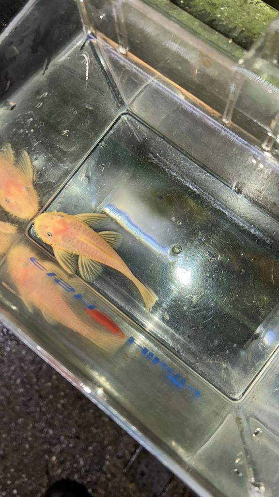 Ancistrus yeux bleus citron L144 pour homme 10/11 cm, Animaux & Accessoires, Poisson, Poisson d'eau douce, Banc de poissons