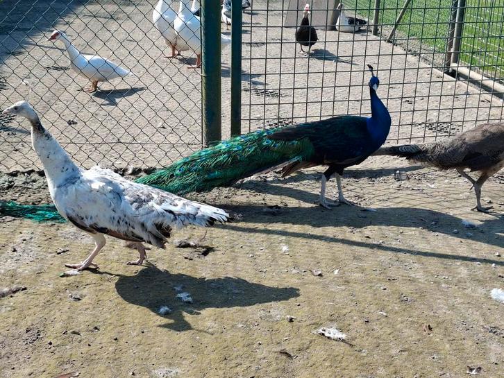 Koppel zwartvleugel pauwen, volwassen 3 jaar, Animaux & Accessoires, Volatiles, Autres espèces, Plusieurs animaux