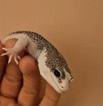 Totale eclips, Animaux & Accessoires, Reptiles & Amphibiens, Autres espèces, Domestique, 0 à 2 ans