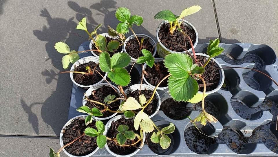 Laatste aardbei plantjes ( zoete aardbeien ), Tuin en Terras, Ophalen, Volle zon, Vaste plant, Zomer