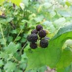 Eetbare planten, Tuin en Terras, Ophalen