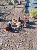 Broedeieren cochin kriel raszuiver, Dieren en Toebehoren, Pluimvee