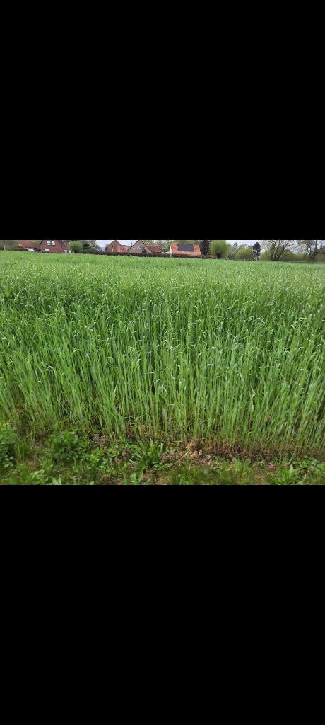 Lente rogge , snijrogge, Ophalen