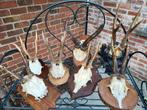 Lot 7 reeënschedels met geweien, Ophalen of Verzenden