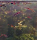 endler guppies, Ophalen, Nieuw