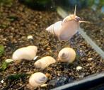Hobbyaquarium
witte wonderslakken / Filopaludina martensi