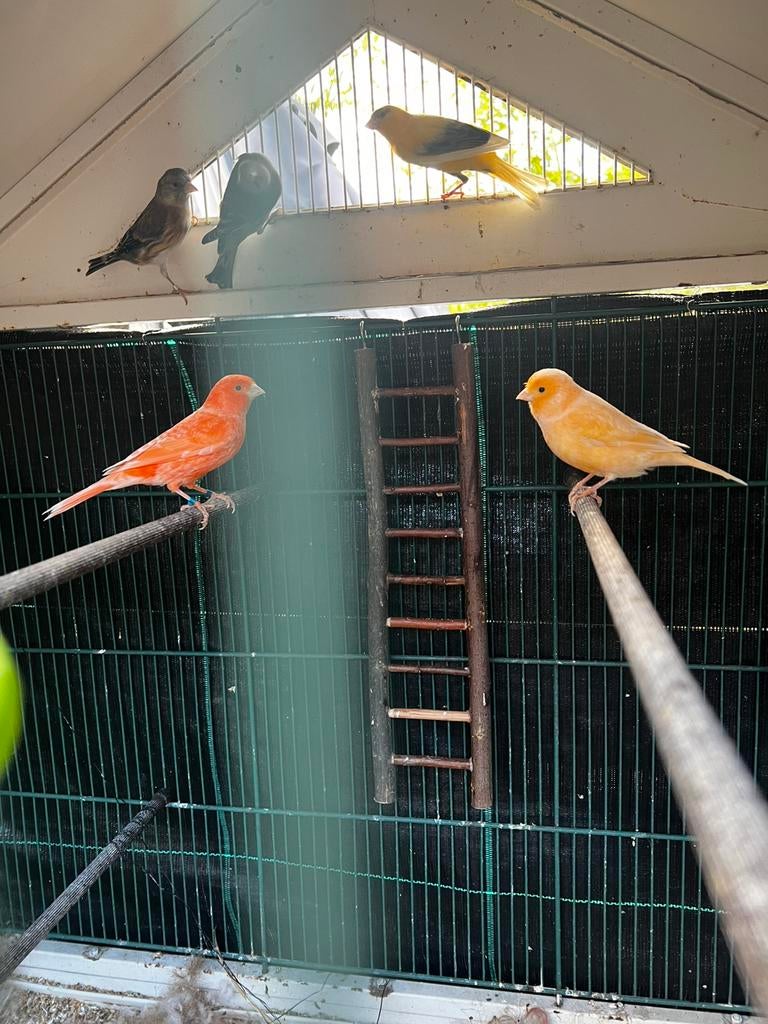 6 kanarie’s, 3 poppen en 3 mannetjes van 2025 mooi en gezond, Meerdere dieren