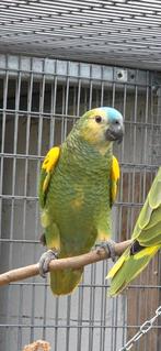 Geelschouder blauwvoorhoofd amazone natuurbroed, Dieren en Toebehoren, Papegaai, Geringd