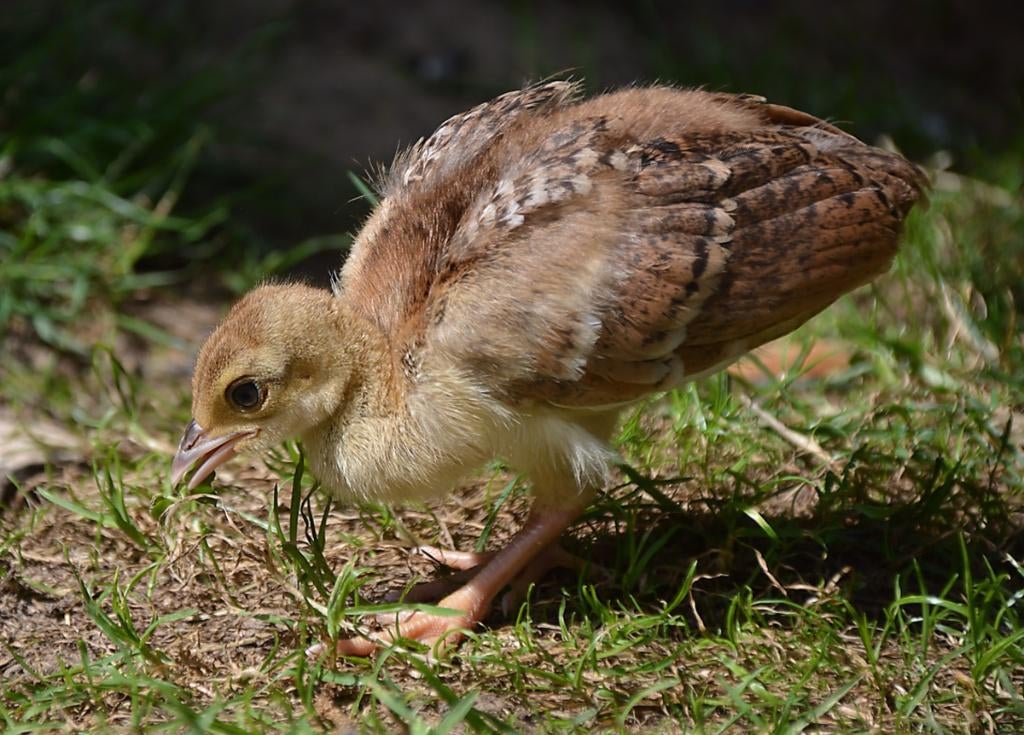Broedeieren  van  pauwen, Sexe inconnu, Autres espèces