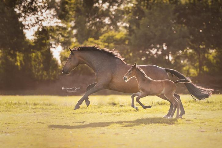 10 jarige fokmerrie, Dieren en Toebehoren, Paarden, Merrie, M, 165 tot 170 cm, 7 tot 10 jaar, Dressuurpaard, Met stamboom