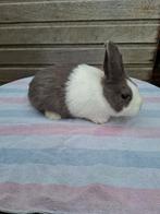 Feh hollander konijn, Mâle, Taille moyenne, 0 à 2 ans