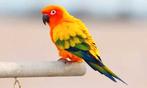 Recherche conure perroquet, Animaux & Accessoires, Perroquet