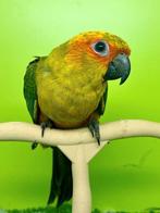 Mâle conure soleil EAM à réserver, Animaux & Accessoires, Mâle, Perroquet, Domestique