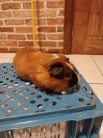 Caviabeer roodbont zwart cali, Dieren en Toebehoren, Knaagdieren, Juli, Mannelijk, Cavia