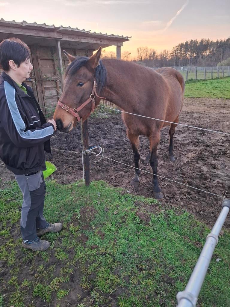 Te koop, Dieren en Toebehoren, Stalling en Weidegang