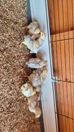 Opal legbar, Dieren en Toebehoren, Pluimvee