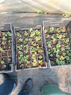 aardbeiplanten elsanta 0.80euro, Tuin en Terras, Planten | Tuinplanten, Ophalen