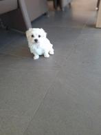 Maltezer pups, Chien (mâle), Belgique, Bichon maltais, 8 à 15 semaines