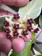 Hoya polyneura outer variegata, Ophalen