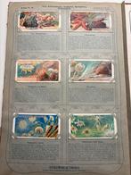 Album Chocolat STOLLWERCK n2 "Le Monde des Animaux" 1900, Enlèvement