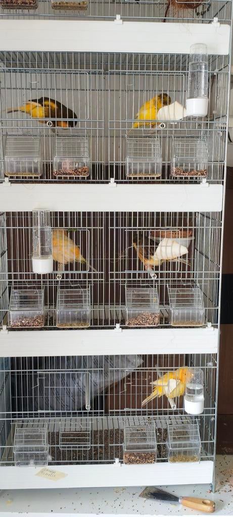 Canaris Norwich, Animaux & Accessoires, Enlèvement ou Envoi