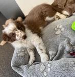 Chiot border collie, Colley, Plusieurs, Hépatite contagieuse (maladie de Rubarth), Belgique