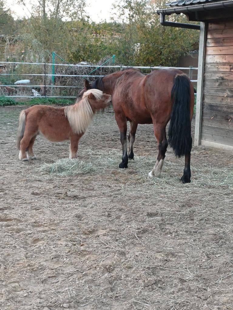 Gezocht D-pony ., Animaux & Accessoires, Poneys, Hongre, Débourré, Poney D (1.37 m à 1.48m), Poney de récréation, 11 ans ou plus