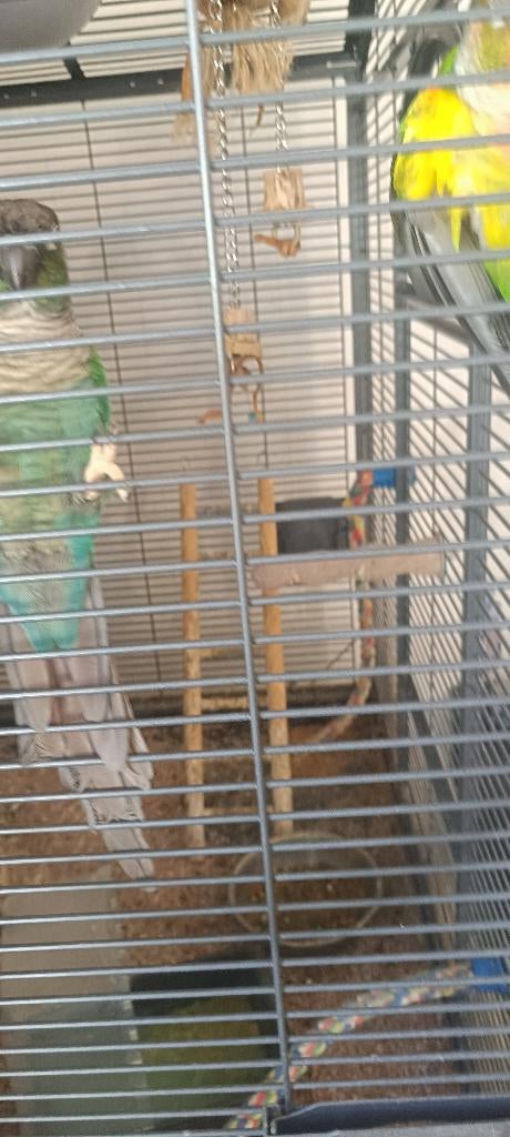 Pyrrhura prijs voor de 2 samen, Dieren en Toebehoren, Vogels | Parkieten en Papegaaien, Geslacht onbekend, Pratend