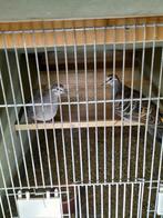 Jonge bronsvleugelduiven