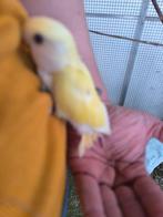 Agapornis roseicollis dwergpapegaai, Dieren en Toebehoren, Vogels | Parkieten en Papegaaien