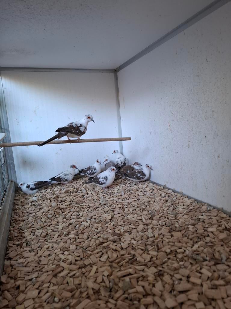 Bonte diamant duiven, Ophalen