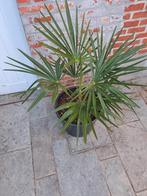 Palmboom, Tuin en Terras, Ophalen