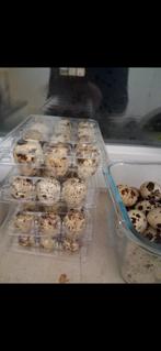 Kwartels eiren jumbo bevruchte, Dieren en Toebehoren