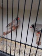 Koppel zebravinken, Dieren en Toebehoren, Vogels | Overige Vogels, Tropenvogel, Geringd