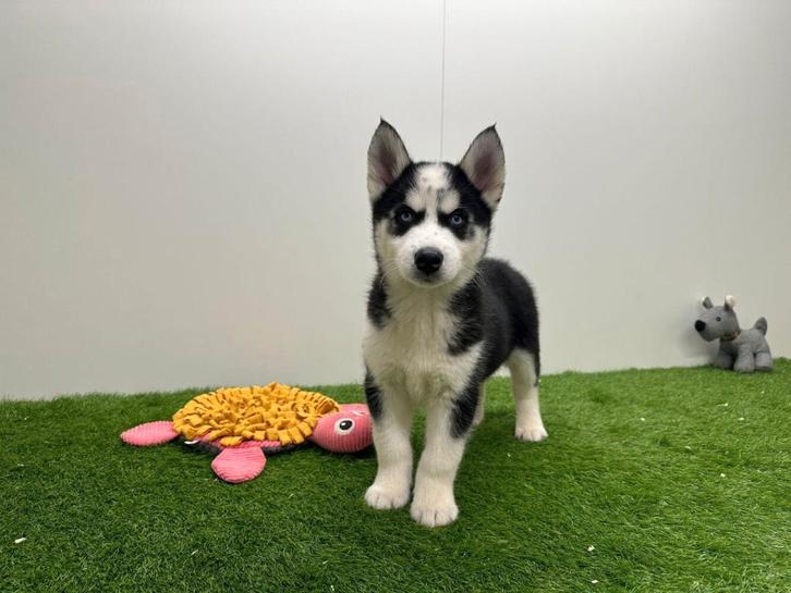 Chiots Husky de Sibérie, Animaux & Accessoires, Chiens | Huskys, Loulous & Types primitifs, Plusieurs animaux, Chien de traîneau