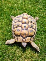Landschildpad, Dieren en Toebehoren